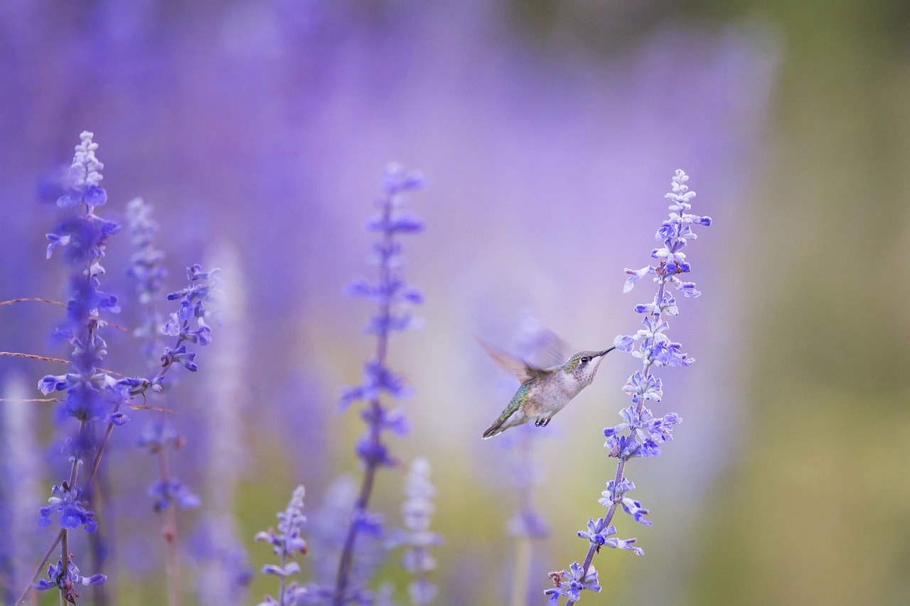 How to Draw a Hummingbird: Step-By-Step Guide